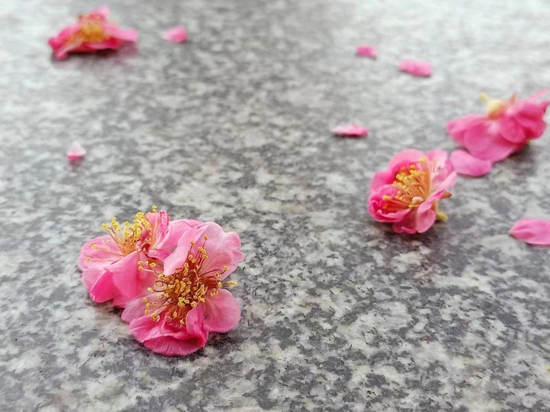 落紅+成都理處+鄢琴