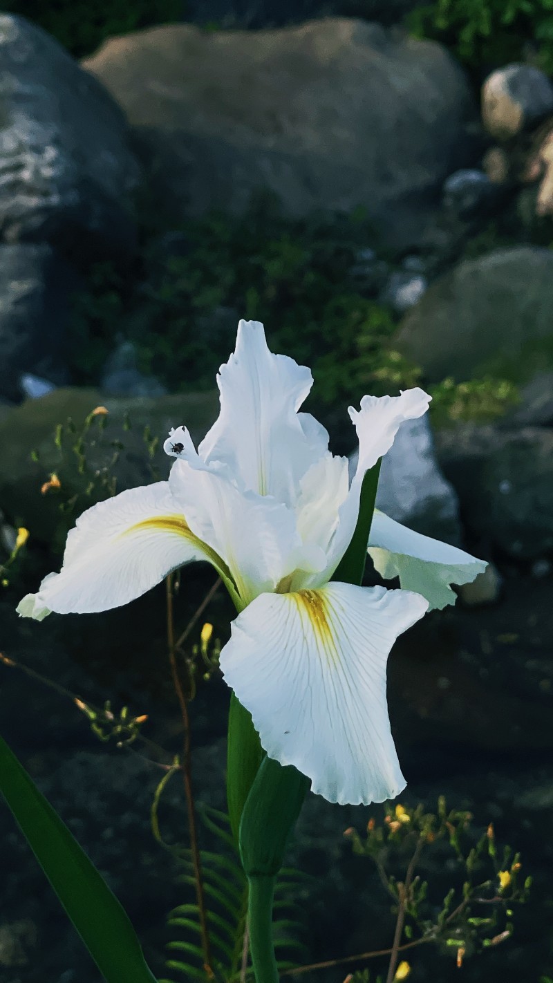 花+劉城辰+成都管理處