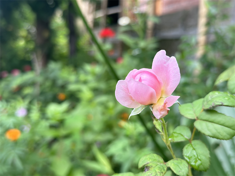 春暖花開——四川成渝高速公路股份有限公司成渝分公司孫東華