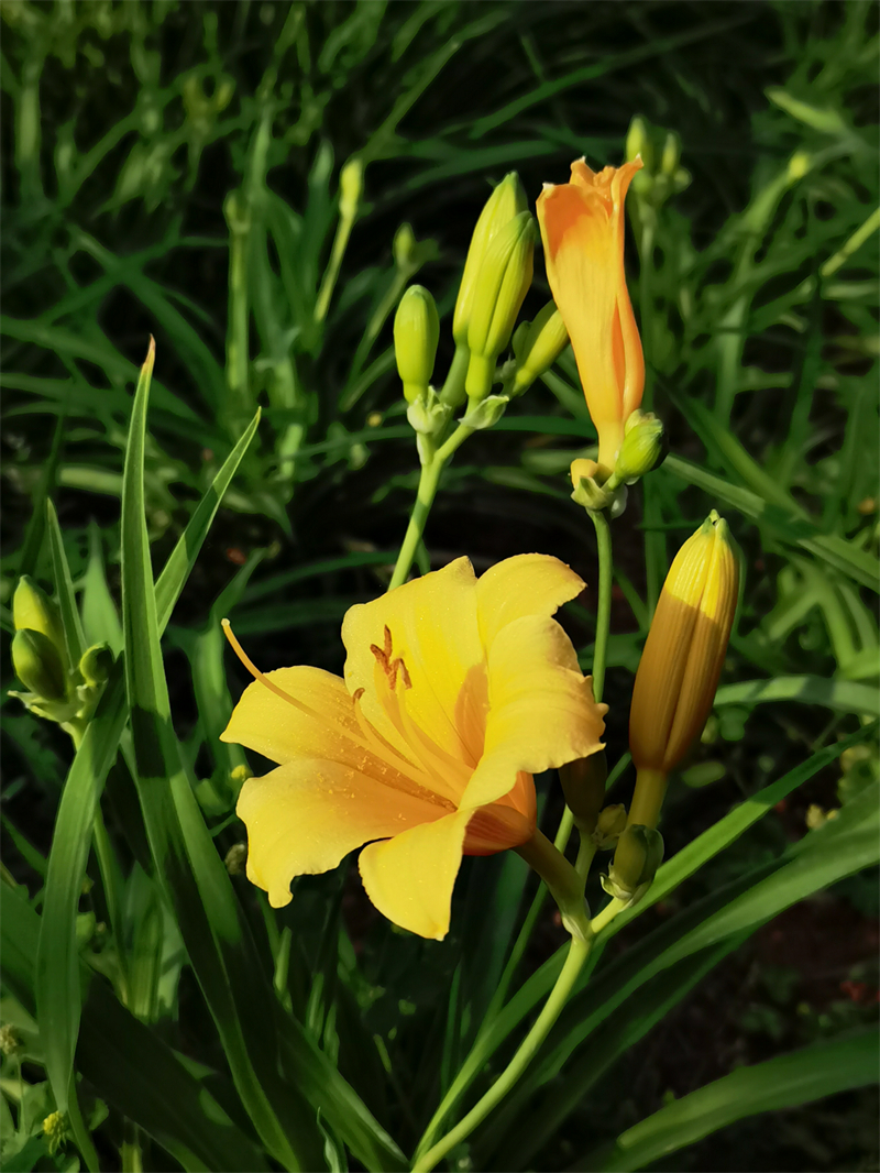 今日黃花+四川成渝高速公路股份有限公司成渝分公司資陽管理處+曹亮