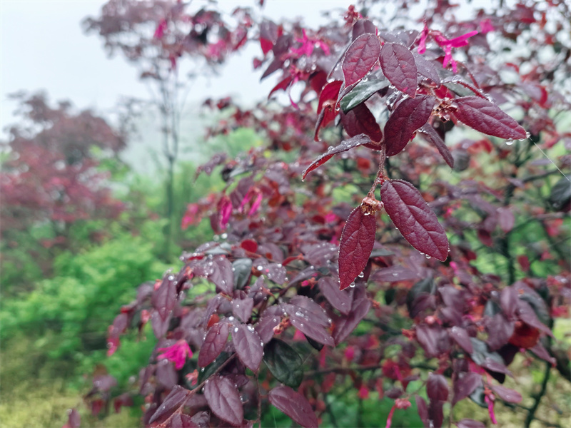 朝露成珠暮成霜+成都管理處+楊夢婷