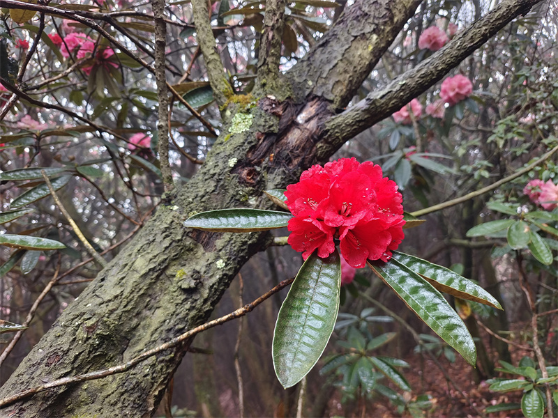藍色小花+成都管理處+嚴曉佳