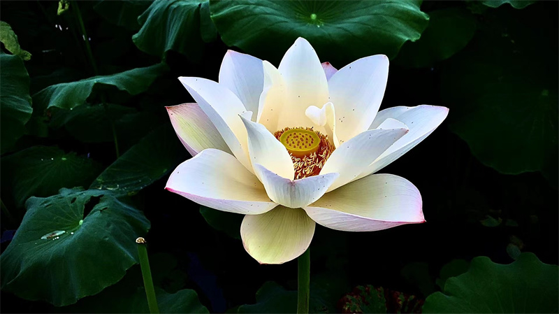 蓮+成都管理處+盧紅兵