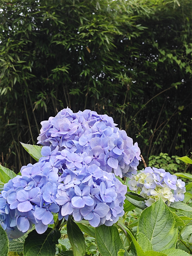 繡球花——四川成渝高速公路股份有限公司成渝分公司馬翎