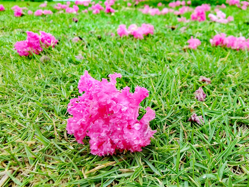 繁花雨+四川成渝高速公路股份有限公司成渝分公司資陽管理處+鄒麗